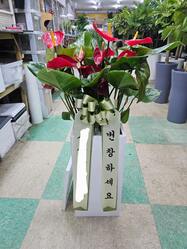 안스리움~공기정화/개업축하화분/집들이화분선물/승진축하