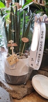스투키 공기정화식물 승진축하/취임식/개업화분/부산지역만 배송이 가능합니다(기장 강서구 제외입니다)