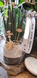 스투키 공기정화식물 승진축하/취임식/개업화분/부산지역만 배송이 가능합니다(기장 강서구 제외입니다)