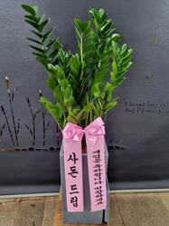 금전수( 돈나무)/공기정화식물/개업화분/집들이화분선물