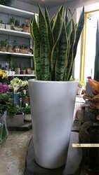 산세베리아/ 개업축하화분/공기정화