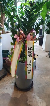 금전수( 돈나무)/공기정화식물/개업화분/집들이화분선물/부산꽃배달