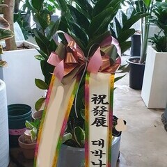금전수( 돈나무)/공기정화식물/개업화분/집들이화분선물/부산꽃배달