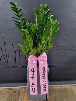 금전수( 돈나무)/공기정화식물/개업화분/집들이화분선물