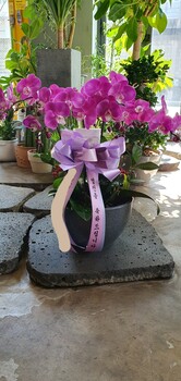 호접란(핑크)A형