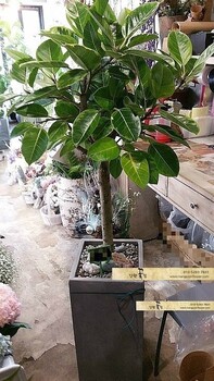 뱅갈고무나무/부산지역꽃배달