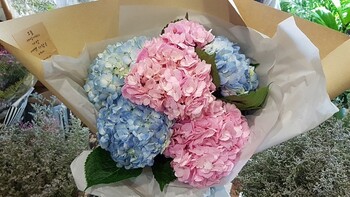 대형 자이언트 /수국 꽃다발/부산지역만배송이가능합니다