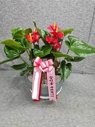 안스리움~공기정화/개업축하화분/집들이화분선물/승진축하