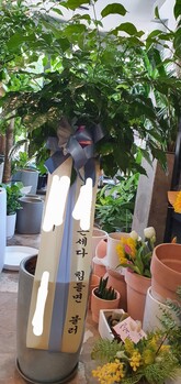 녹보수 공기정화/개업화분/부산지역꽃배달